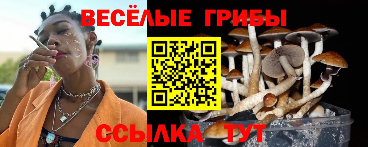 Псилоцибиновые грибы Psilocybine cubensis Новодвинск
